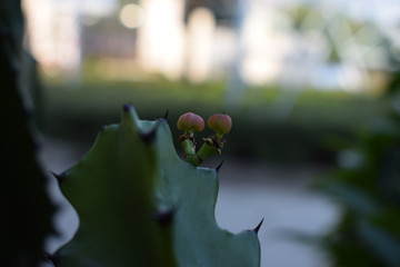 巴西龙骨果实