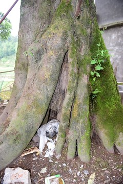 古树老树干