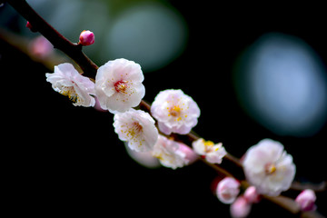 梅花意