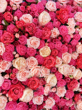 玫瑰花墙 鲜艳花朵装饰墙
