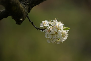 李花 梨花