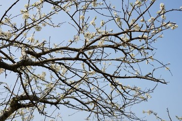 李花 梨花 梨花树