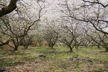 梨花林 李花林 梨花 李花