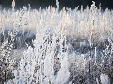 冰霜冰晶雾凇树挂 冬天树上积雪
