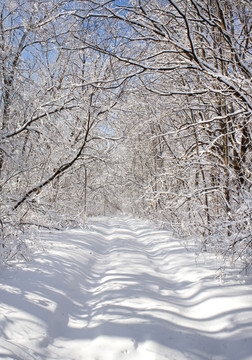 冬天树林小路 小路积雪