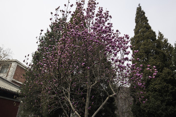 天坛玉兰花