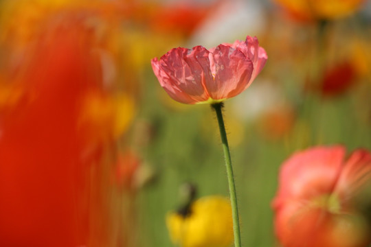 花背景 鲜花