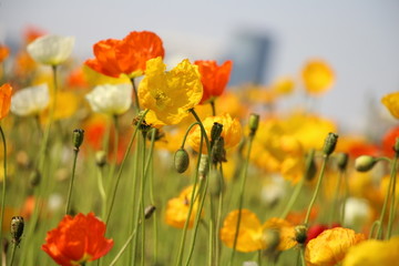 鲜花背景