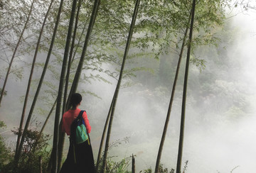 雾中的竹林风景