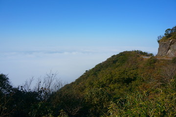 高山植被