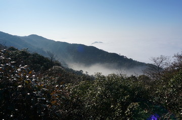 高山植被