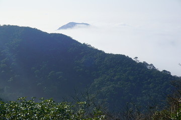 高山植被