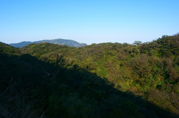 高山植被