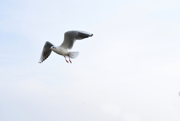 飞行的海鸥