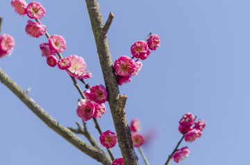 梅花 特写