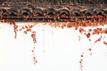 中式围墙红叶