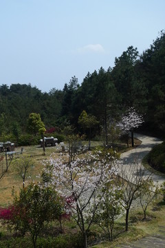 樱花园