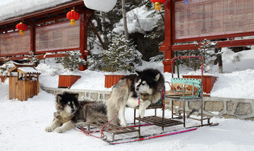 雪乡全景 中国雪乡 雪乡 狗