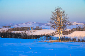 冬季雪原白桦树