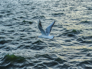 湖泊一只海鸥