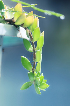 植物