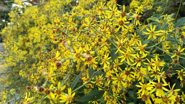 花卉