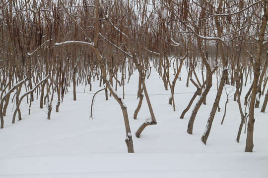 雾凇 雪地 树林