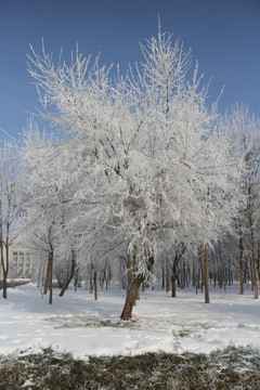 雾凇 雪挂 树林