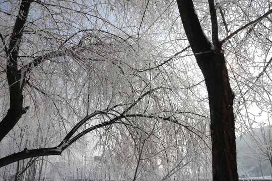 雾凇 雪挂 树林