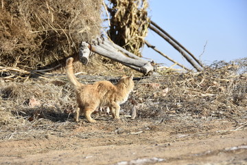 黄猫咪