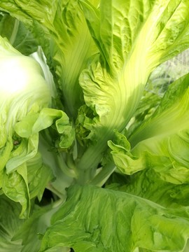 绿色蔬菜农作物菜园