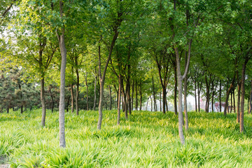 绿树林 小树林