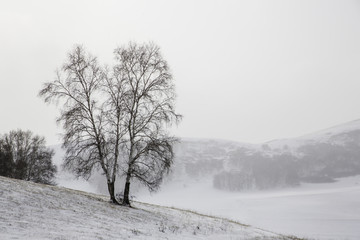 冬日孤独的白桦