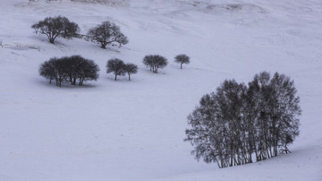 雪原的树