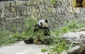 北京动物园熊猫