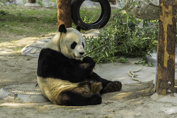 北京动物园熊猫