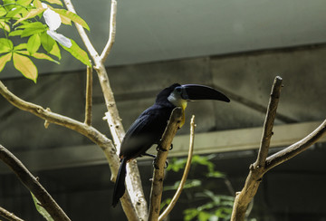 北京动物园巴西鸟