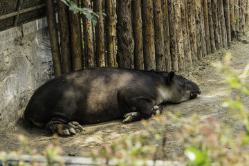 北京动物园貘