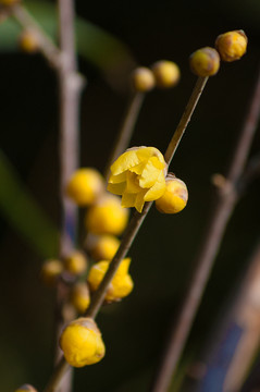 蜡梅