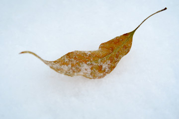 雪地上的落叶