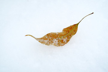 雪地上的落叶