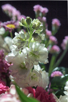 紫罗兰 逆光 白色花卉