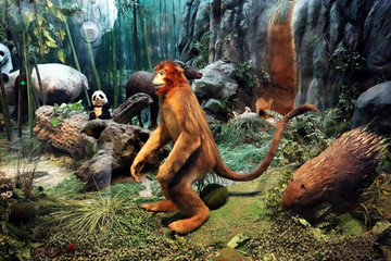 金丝猴 动物园