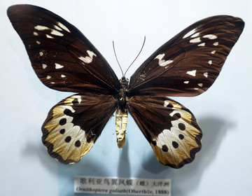 蝴蝶 昆虫 标本
