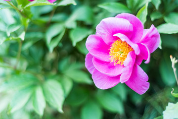 紫色蔷薇花