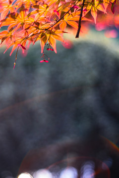 枫叶