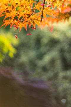 枫叶