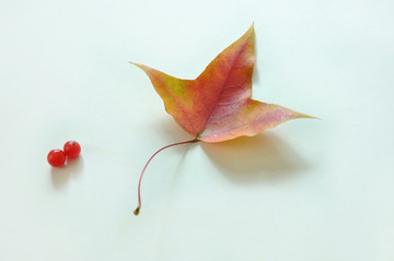 红色的三叶枫叶子
