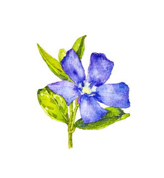 手绘水彩花卉