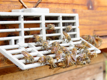 蜂箱 蜜蜂出巢 高清蜜蜂素材